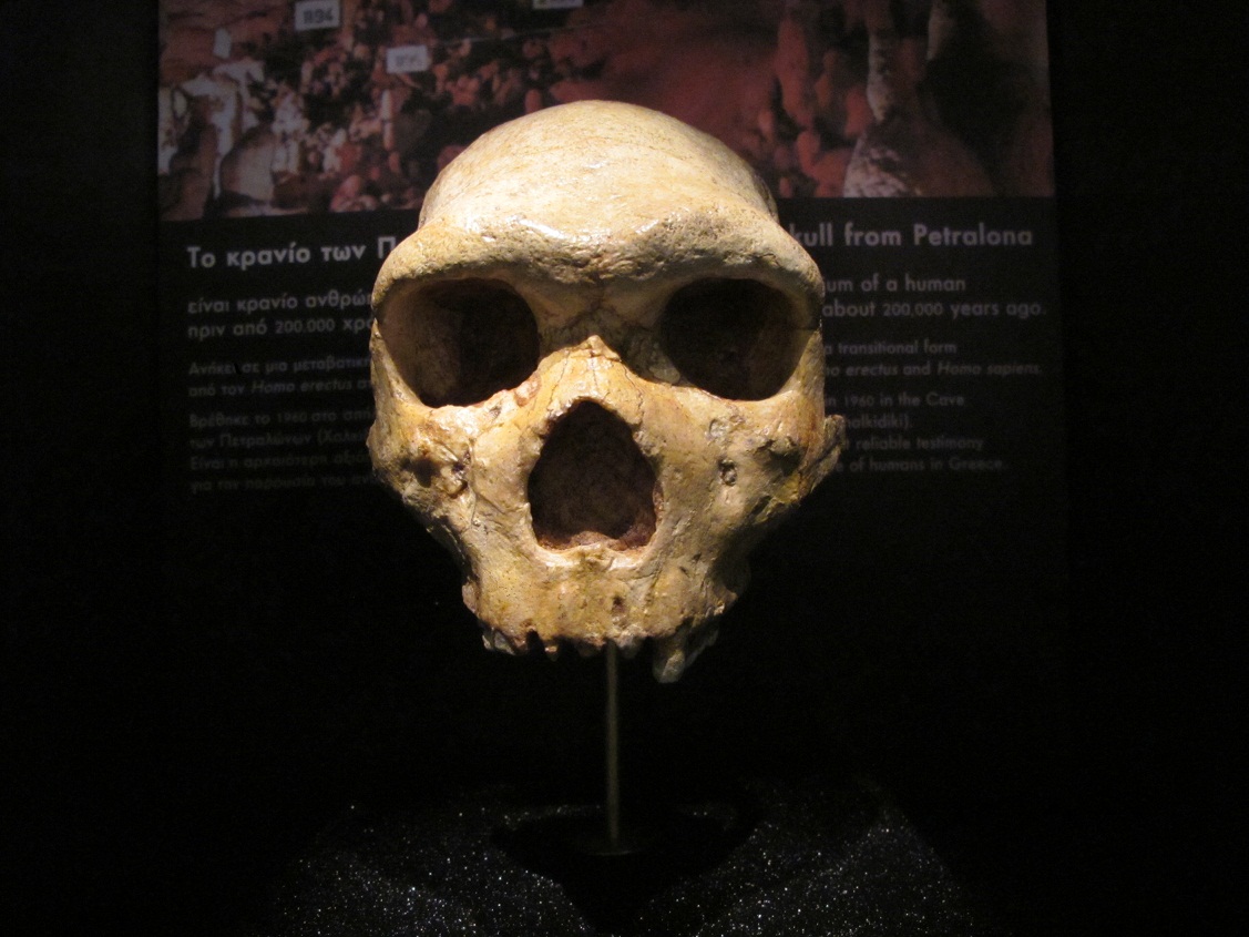圖2佩特拉羅納頭骨