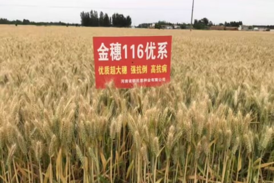金穗116 金穗116