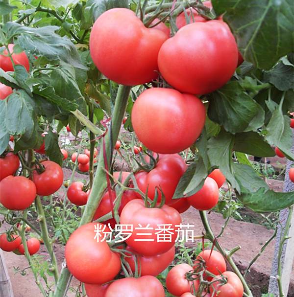 粉羅蘭番茄 粉羅蘭番茄