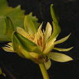 柔毛菝葜 柔毛菝葜