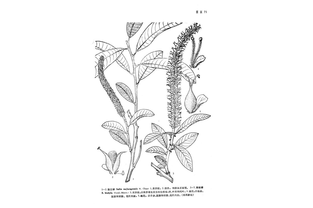 雙柱柳 雙柱柳