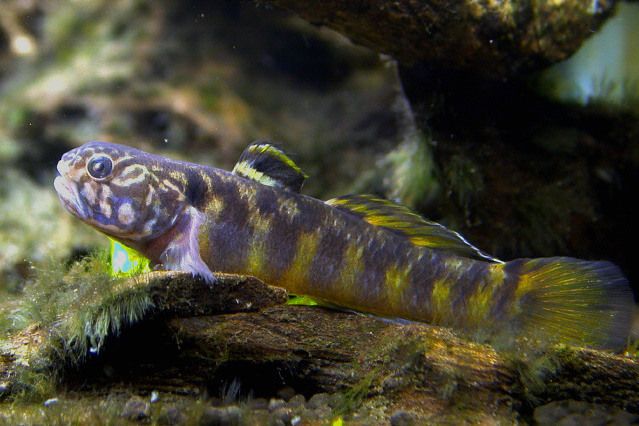 鯔蝦虎魚屬