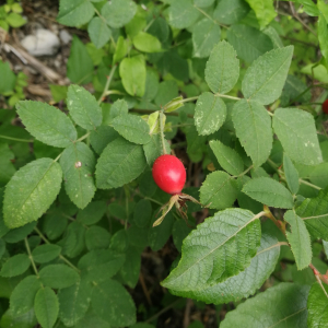 Rosa tomentosa