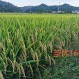 荃優169 荃優169