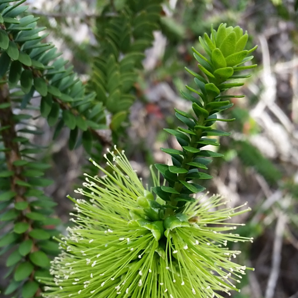 Melaleuca diosmifolia