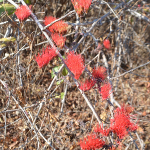 Combretum purpureiflorum
