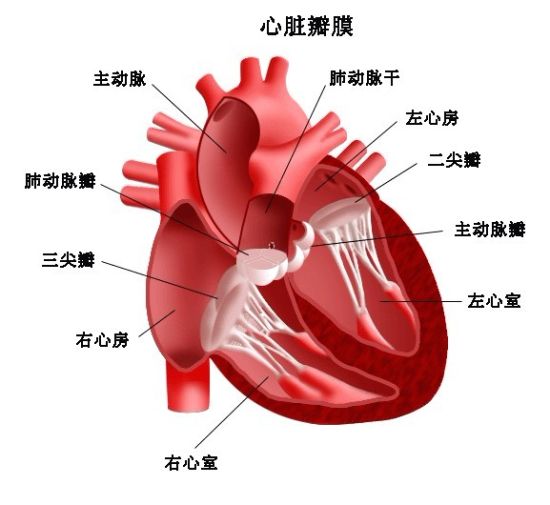 心臟瓣膜手術