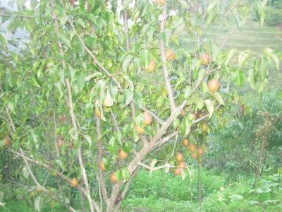 魯掌鎮浪壩寨村委會雙米地村的黃梨種植