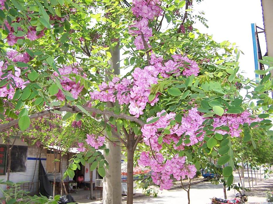 香花渡村 香花渡村