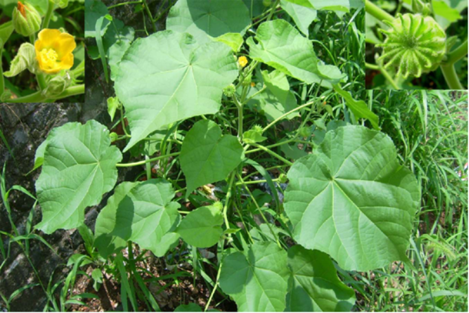 苘麻子(茼麻子) 苘麻子(茼麻子)