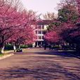 櫻花大道(南京林業大學櫻花大道) 櫻花大道(南京林業大學櫻花大道)