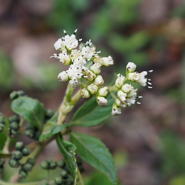 Clibadium leiocarpum