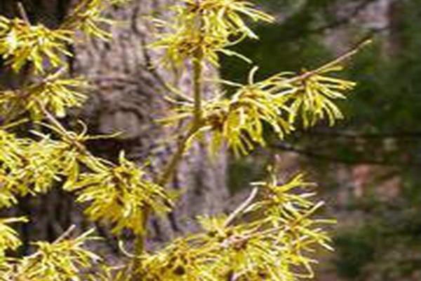 Hamamelis × intermedia \x27Westerstede\x27 Hamamelis × intermedia \x27Westerstede\x27