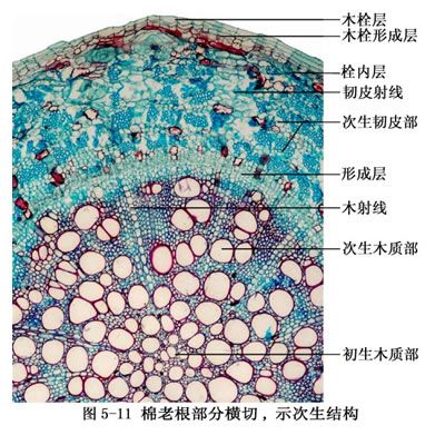 平周分裂(切向分裂) 平周分裂(切向分裂)