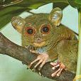 侏儒眼鏡猴