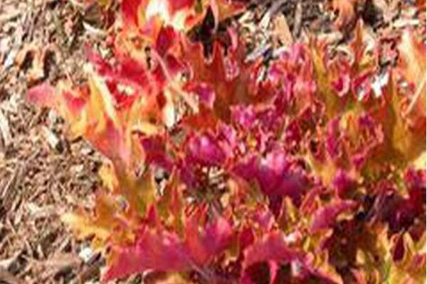 Heuchera \x27Marmalade\x27 Heuchera \x27Marmalade\x27