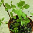 聚花白飯樹 聚花白飯樹