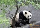 北京大熊貓研究保護中心