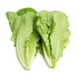 羅馬生菜 羅馬生菜