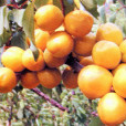 珍珠油杏 珍珠油杏