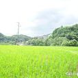 紀美野町 紀美野町