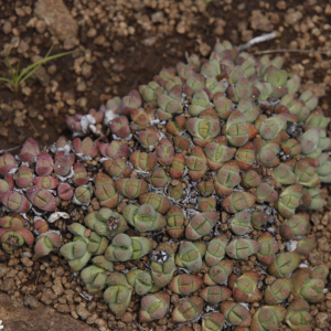 Stomatium gerstneri