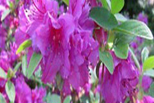 Rhododendron \x27Purple Splendor\x27