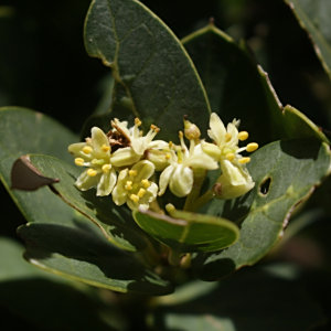 Citronella mucronata