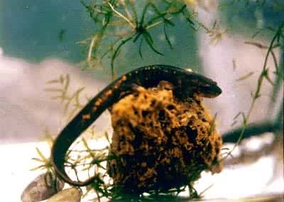 尾斑瘰螈