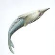 鰭甲魚 鰭甲魚
