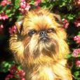 布魯塞爾格里芬犬(格里芬(原產比利時的犬名)) 布魯塞爾格里芬犬(格里芬(原產比利時的犬名))