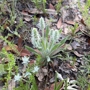 Plantago helleri
