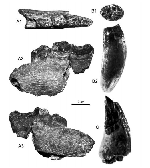 內蒙二連浩特發現的鬣齒獸屬最大個體化石