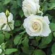 高見(薔薇屬月季栽培品種) 高見(薔薇屬月季栽培品種)