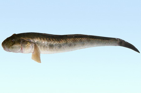 長體刺鰕虎魚