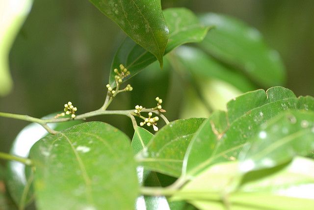貧花厚殼桂 貧花厚殼桂