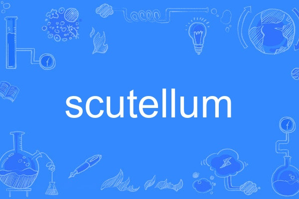 scutellum scutellum