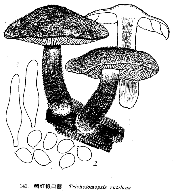 赭紅擬口蘑