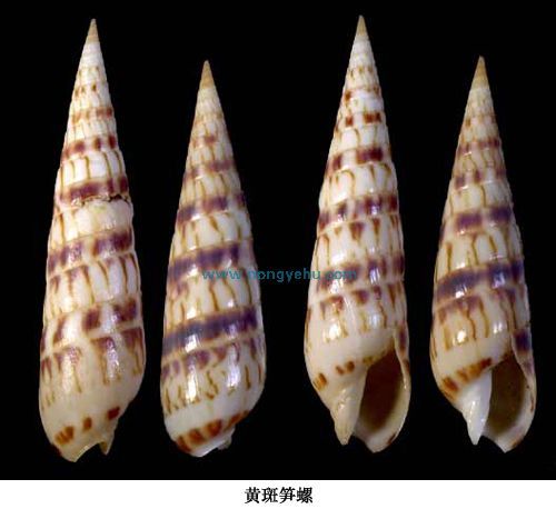 黃斑筍螺 黃斑筍螺