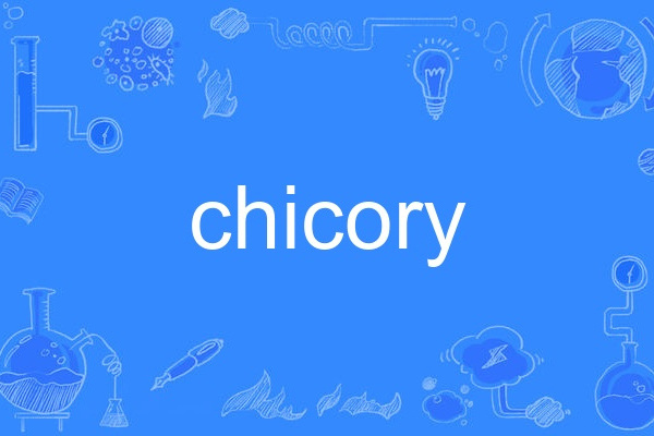 chicory chicory