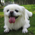 京巴犬(北京狗) 京巴犬(北京狗)