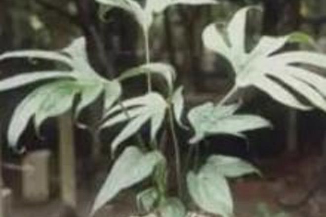 趾葉花燭