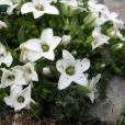 甘肅雪靈芝 甘肅雪靈芝