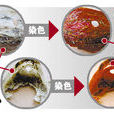染色血燕 染色血燕