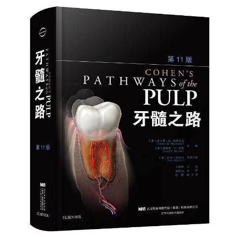 牙髓之路 牙髓之路