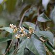 越南安息香(白花樹)