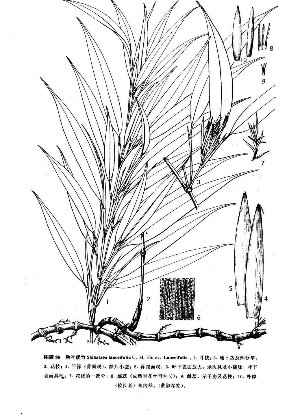 狹葉倭竹（原栽培型）