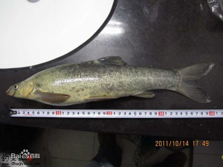 四川裂腹魚(四川弓魚) 四川裂腹魚(四川弓魚)