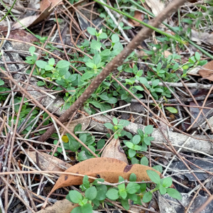Orianthera pusilla