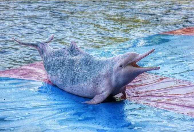 大西洋白海豚